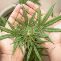 marijuana leaf, cannabis leaf, cannabis leaves, weed leaf, pot leaf, marijuana leaves, weed leaves, marijuana leaf, marijuana leaf, marijuana leaf, marijuana leaf, marijuana leaf, cannabis leaf, cannabis leaf, cannabis leaf, cannabis leaves, cannabis leaves, weed leaf, weed leaf, weed leaf, weed leaf, weed leaf